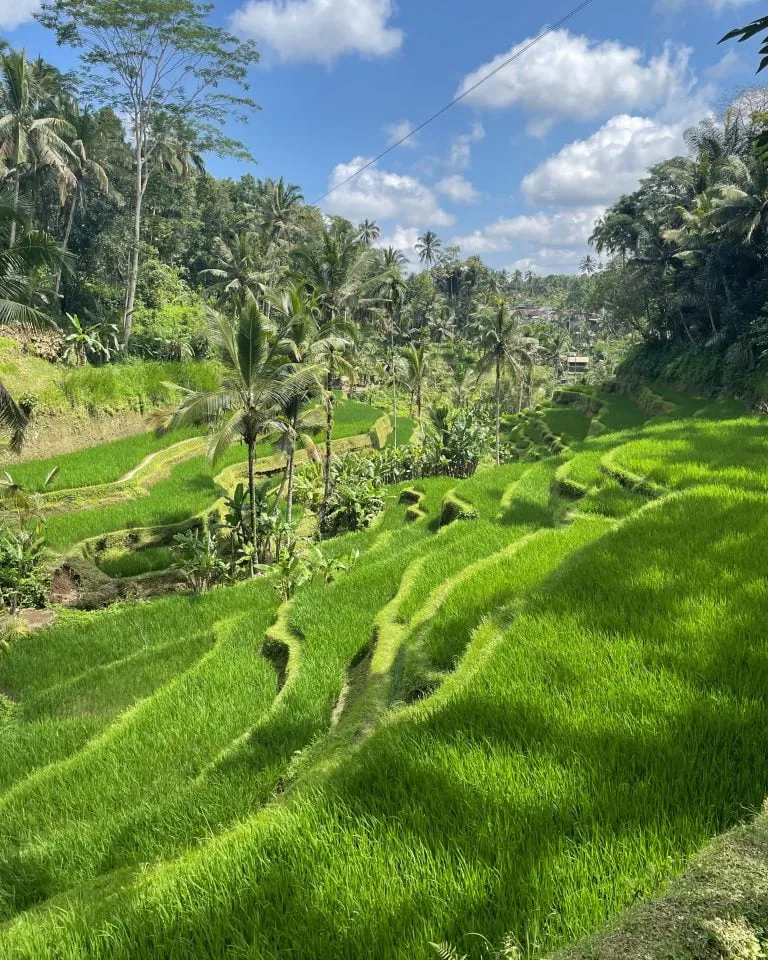 Tegalalang Rice Terrace Bali